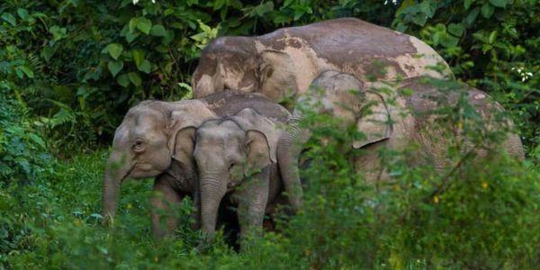 সক্ষমতা নেই বন বিভাগের, আনোয়ারার হাতিগুলো সরানোর উপায় কী?